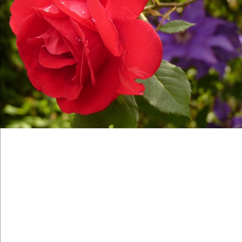 Meet your Posher, Randa